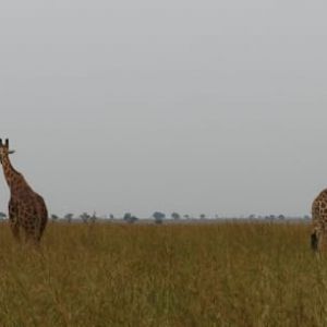 nkundwa (88)